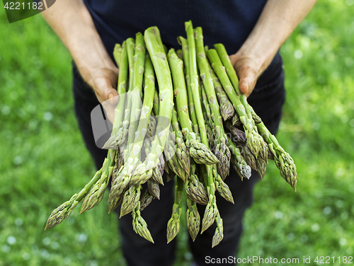 Image of Asparagus