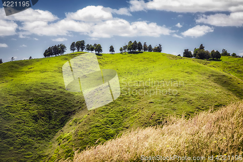 Image of typical landscape in north New Zealand