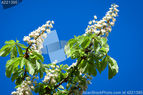 Image of chestnut blossom