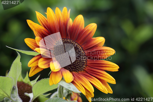 Image of Beautiful sunflower blooming summer