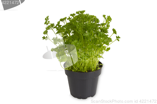 Image of Fresh Parsley in pot