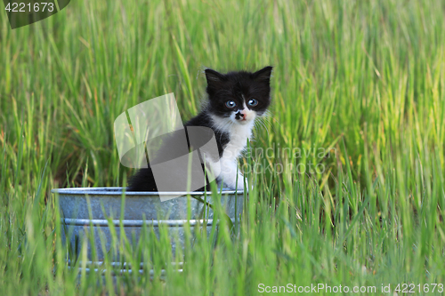 Image of Kitten Outdoors in Green Tall Grass on a Sunny Day