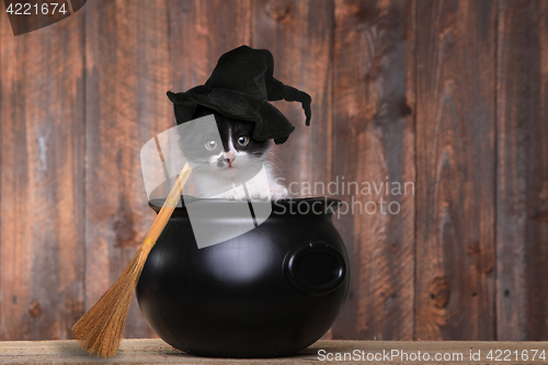Image of Adorable Kitten Dressed as a Halloween Witch With Hat and Broom 
