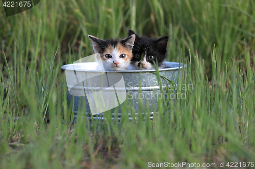 Image of Kittens Outdoors in Tall Green Grass