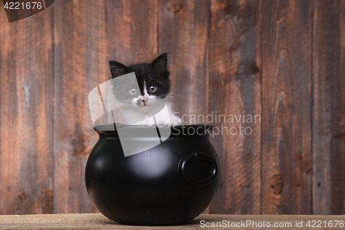 Image of Adorable Kitten in Halloween Cauldron on Wood Background