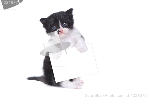 Image of Cute Baby Tuxedo Style Kitten On White Background