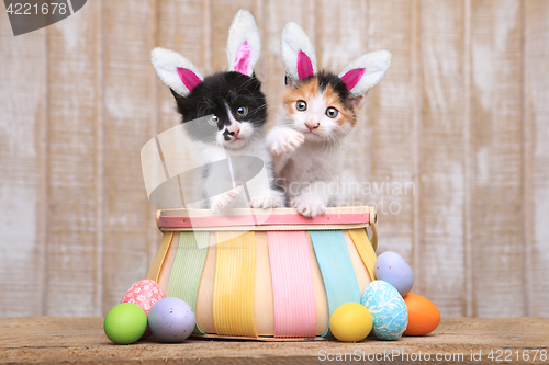 Image of Cute Pair of Kittens Inside an Easter Basket