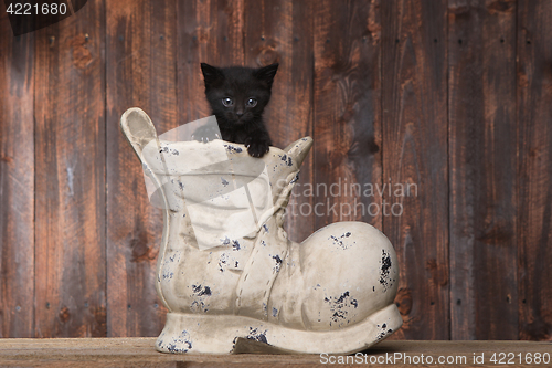 Image of Adorable Kitten in an Old Boot Shoe On Wood Background