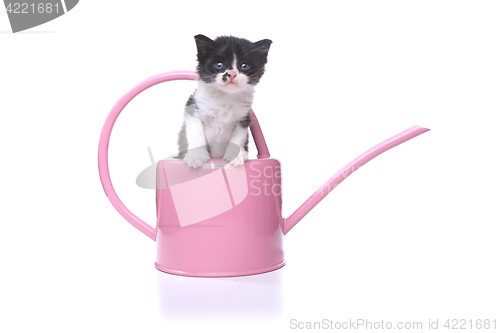 Image of Cute 3 week old Baby Kitten in a Garden Watering Can