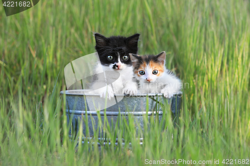 Image of Kittens Outdoors in Tall Green Grass