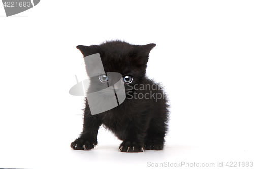 Image of Single Black Kitten on White Background With Big Eyes