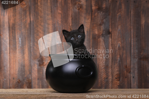 Image of Adorable Kitten in Halloween Cauldron on Wood Background