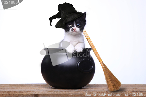 Image of Adorable Kitten Dressed as a Halloween Witch With Hat and Broom 