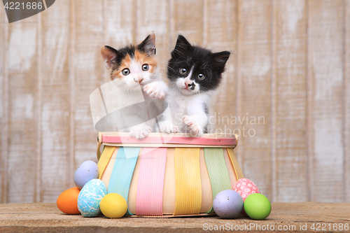 Image of Cute Pair of Kittens Inside an Easter Basket