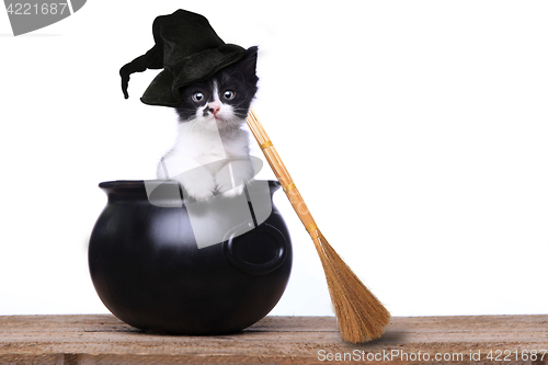 Image of Adorable Kitten Dressed as a Halloween Witch With Hat and Broom 