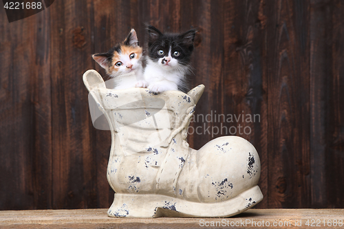 Image of Adorable Kittens in an Old Boot Shoe On Wood Background