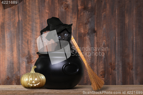 Image of Adorable Kitten Dressed as a Halloween Witch With Hat and Broom 