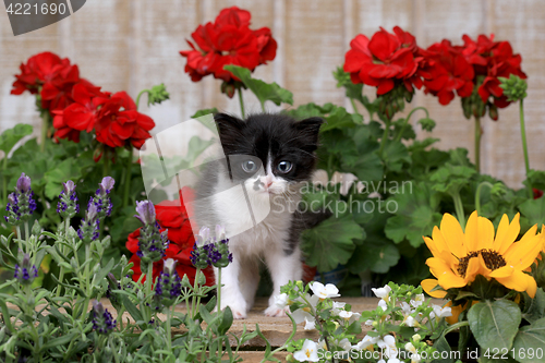 Image of Cute 3 week old Baby Kitten in a Garden Setting