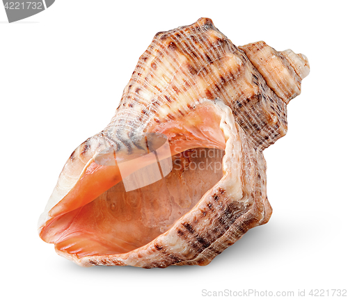 Image of Seashell rapana vertically rotated