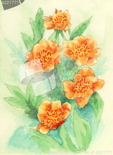 Image of Peony (Paeonia) flowers