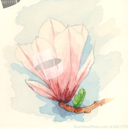 Image of Saucer magnolia (Magnolia x soulangeana) flower