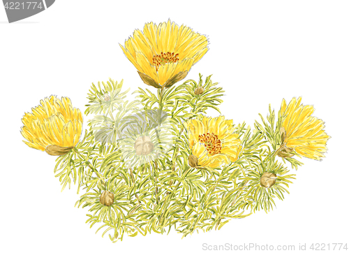 Image of Drawing of a Spring Adonis (Adonis vernalis) flowering plants