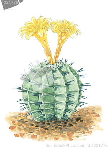 Image of Drawing of a flowering Chin cactus (Gymnocalycium) plant