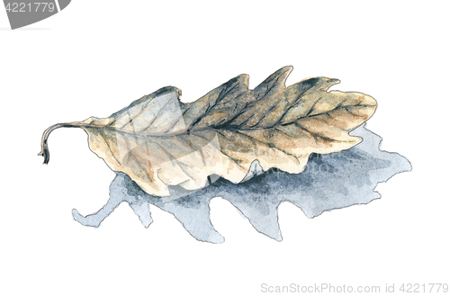 Image of Fallen oak (Quercus) leaf with shadow over white background