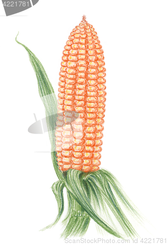 Image of Maize (Zea mays) ear on a stalk over white background