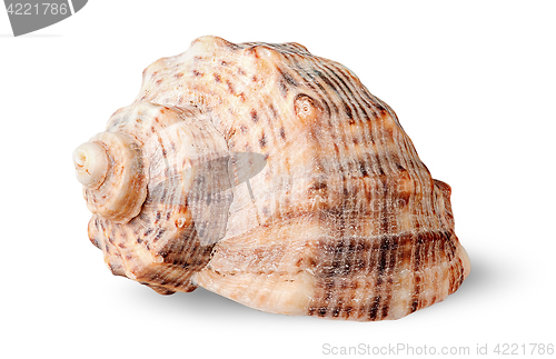 Image of Seashell rapana side view rotated