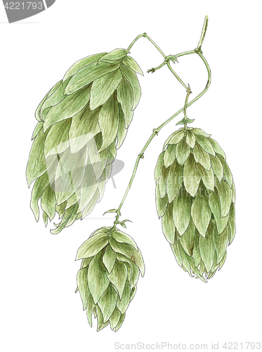 Image of Common hop (Humulus lupulus) cones botanical drawing over white 