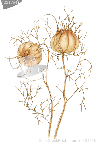 Image of Love-in-a-mist (Nigella damascena) mature dry fruits botanical d