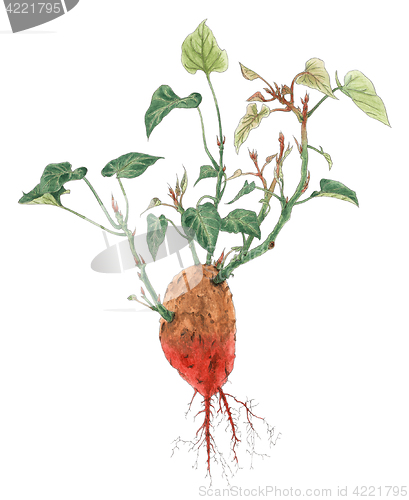 Image of Sweet potato (Ipomoea batatas) plant botanical drawing over whit