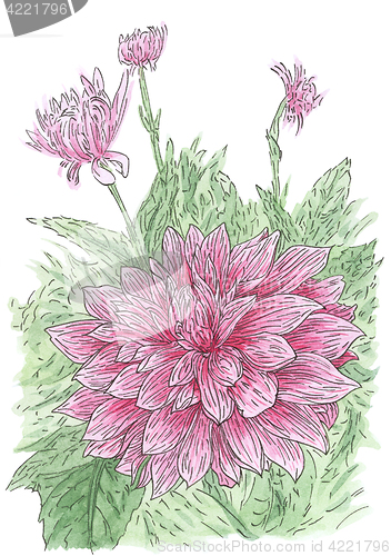 Image of Drawing of flowering Dahlia (Dahlia hybr.) plant in loose style