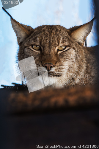 Image of Portrait of the lynx