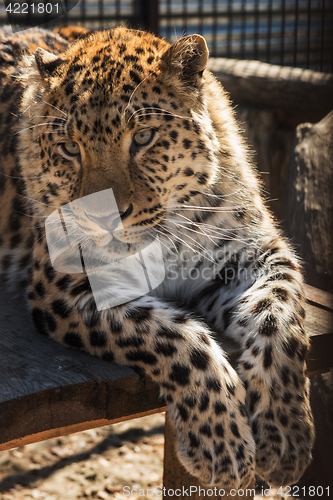 Image of Portrait of the leopard