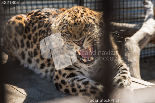 Image of Portrait of the leopard