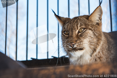 Image of Portrait of the lynx