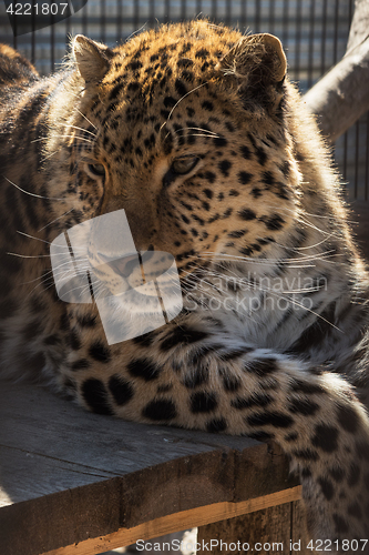 Image of Portrait of the leopard