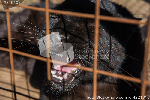 Image of Portrait of the black puma