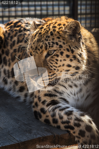 Image of Portrait of the leopard