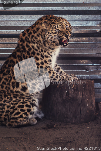 Image of Portrait of the leopard