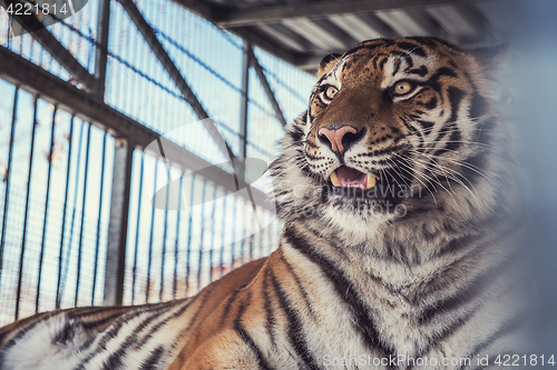 Image of Portrait of the leopard