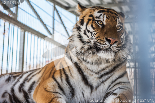 Image of Portrait of the leopard