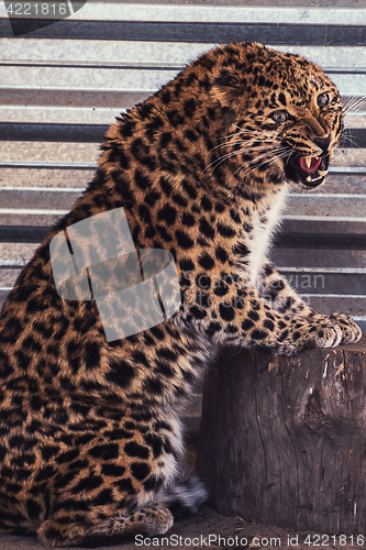 Image of Portrait of the leopard