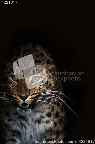 Image of Portrait of the leopard