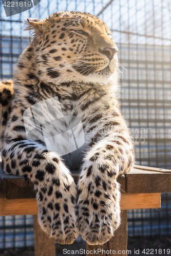 Image of Portrait of the leopard