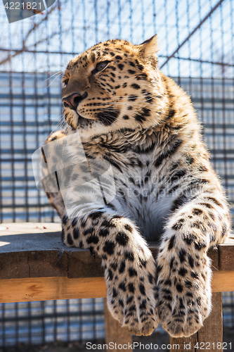 Image of Portrait of the leopard