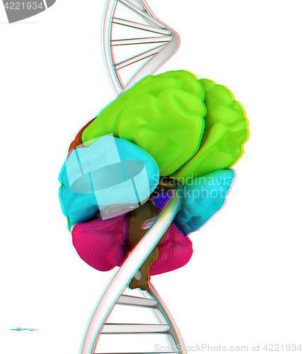 Image of Brain and dna. 3d illustration. Anaglyph. View with red/cyan gla