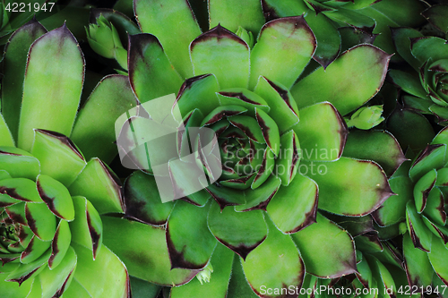 Image of green houseleek plant texture